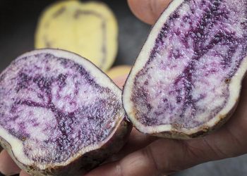 FELIZ DÍA DE LA PAPA