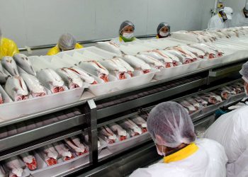 TESORERÍA EXIGE A SALMONERAS DEVOLVER $183 MILLONES, PERO NO DENUNCIA POSIBLE FRAUDE AL FISCO COMO EXIGE LA LEY