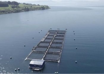 MUNICIPIOS PRESENTARÁN DEMANDA AMBIENTAL POR ESCAPE DE SALMONES EN LAGO LLANQUIHUE