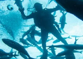 EMPRESA BLUMAR REGISTRA NUEVA MUERTE DE TRABAJADOR EN CENTRO SALMONERO: DOS BUZOS FALLECIDOS EN MENOS DE TRES MESES