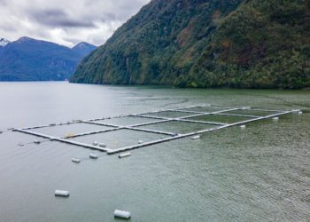 DOCUMENTAL DENUNCIA DESAPARICIÓN DE ESPECIES NATIVAS POR CONTAMINACIÓN SALMONERA