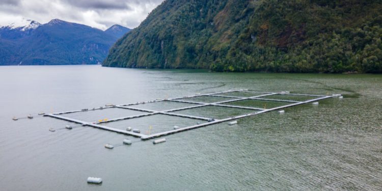 DOCUMENTAL DENUNCIA DESAPARICIÓN DE ESPECIES NATIVAS POR CONTAMINACIÓN SALMONERA