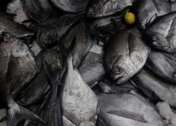 SERNAPESCA NIEGA LA EXISTENCIA DE DENUNCIAS FORMALES POR USOS ABUSIVOS DE LA “LEY LAFKENCHE”