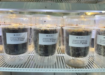 PROPONEN SOLUCIÓN BIOTECNOLÓGICA PARA RESTAURAR TURBERAS EN CHILE